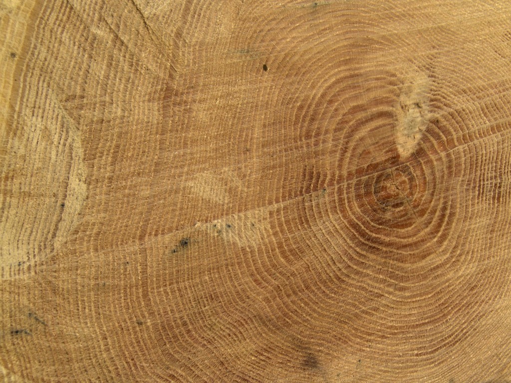 Wood Grain Characteristics Mahogany, Inc.