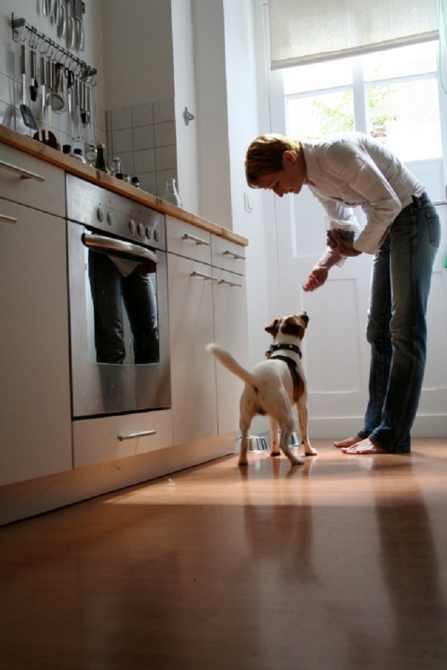 Hardwood Flooring Tips for Dog Owners Mahogany, Inc.